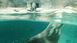 A Blind Otter Learns New Surroundings With The Help of a Friend Instructional Video