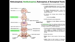 Other Motor Tracts [Part 1] | Reticulospinal & Vestibuospinal Tracts Instructional Video