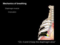 Anatomy of breathing Instructional Video