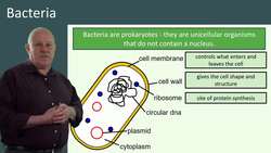 Bacteria: Similarities and Differences Compared to Animal and Plant Cells Instructional Video