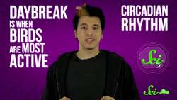 Why Do Roosters Crow? Instructional Video