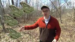 Can conservationists save this threatened species of frog? News Clip