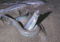 The grunion fish Instructional Video