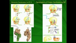 Ribosome Elongation by Tu/Ts and EF-G Instructional Video