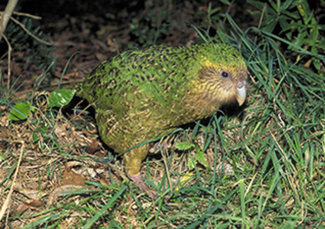 Endangered animals