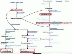 Lipid Biosynthesis Phospholipid Synthesis 1 Inositols & Glycerols Instructional Video