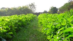 Mulberry tree in garden Stock Footage