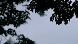 silhouette Looking up at leaves on tree branch blowing in the win at cloudy sky.windy before raining.nature phenomenon Stock Footage
