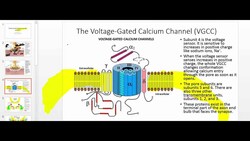 Muscle Physiology 1: Converting a Nerve Impulse into a Muscle Action Potential Instructional Video