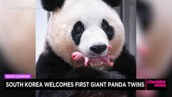 South Korea Welcomes First Giant Panda Twins News Clip