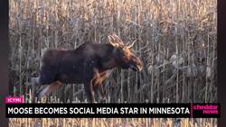 Moose Becomes Social Media Star in Minnesota News Clip