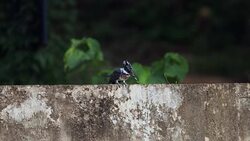 Kingfisher bird : adult Crested kingfisher (Megaceryle lugubris) Stock Footage