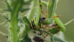 Mantis religiosa eating a wasp spider (Argiope bruennichi) Stock Footage