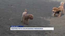 Veterinarians offer tips to keep pets safe during July 4 celebrations News Clip