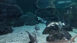 Big fishes swims in pure water among rocks Stock Footage