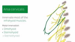 Cervical plexus Instructional Video