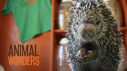 Kemosabe, Quills, and Subbable Instructional Video