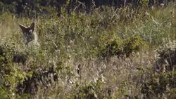 Glacier National Park - Coyote Instructional Video