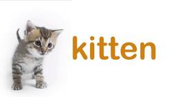 Meet the Pet Animals: Introduction to Common Household Pets Instructional Video