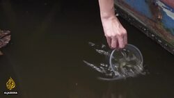 Malaysia state bans eating molluscs over harmful algae bloom News Clip