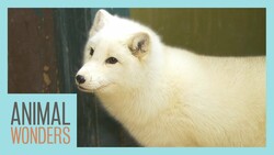 Meet and Greet: Tigli the Arctic Fox! Instructional Video