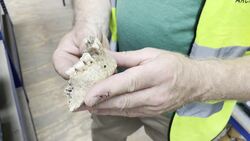 Skeletons uncovered during development works in Dublin News Clip