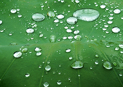 The lotus effect Instructional Video