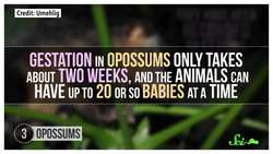 5 Animals That Sleep Too Much (and One That Might Not Need To) Instructional Video