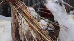 CLEAN : Somali livestock traders count losses after Hajj virus restrictions News Clip