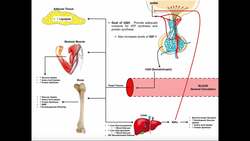 Specific Hormones | Functions of Growth Hormone (hGH) Instructional Video