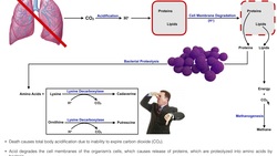 Why do dead whales EXPLODE? | The Infamous Japanese Exploding Whale Instructional Video