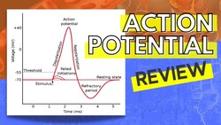 013 A Review of the Action Potential Instructional Video