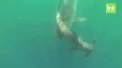 SNAPPED! Tiger Shark vs. Hammerhead Shark Instructional Video