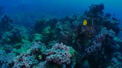 King Angelfish swimming at coral reef in Darwin Island, Galapagos Stock Footage