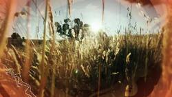 Honey Ant: Delicacy of the Northern Territory Instructional Video