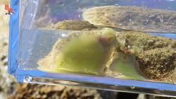 Creepy Tide Pool Creatures! Instructional Video