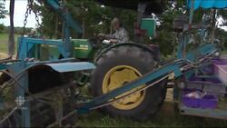 Bees to boost blueberry industry News Clip