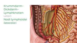 Lymphabfluss des Dünndarms Instructional Video