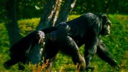 Chimpanzees and Bonobos: A Comparative Study of Behavior and Society Instructional Video
