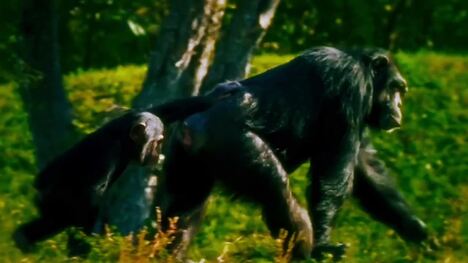 Chimpanzees and Bonobos: A Comparative Study of Behavior and Society