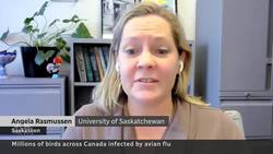 'Explosive' avian flu surge hits global bird populations News Clip