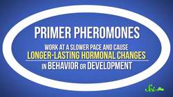 Do Humans Have Pheromones? Instructional Video