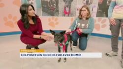 Paws and Pals: Ruffles is ready for his 'furever' home News Clip