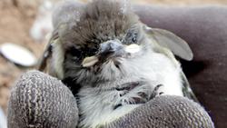 How infants retain information! NSF Science Now 55 Instructional Video