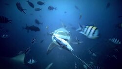 How Dangerous Are Bull Sharks? Instructional Video