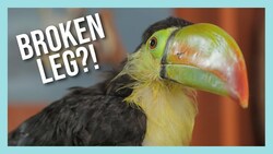 Rescued Baby Toucan Instructional Video