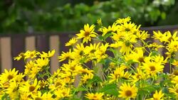 Bouquet of bright yellow flowers Heliopsis helianthoides. Floriculture. Perennial.  Garden. Flowerbed. Yellow cute flowers. Large flowers bushes. Green leaves. Summer day. Stock Footage
