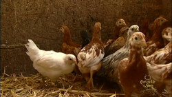Making The Decision to Raise Chickens Instructional Video