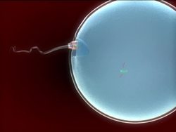 Genetics in Our Lives: Passing on the Genetic Code Instructional Video