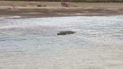 Costa Rica's crocodiles withstand hight pollution of their habitat News Clip